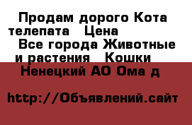  Продам дорого Кота-телепата › Цена ­ 4 500 000 - Все города Животные и растения » Кошки   . Ненецкий АО,Ома д.